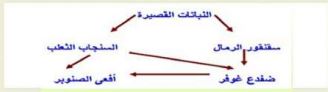 شبكة