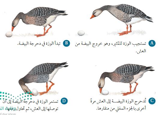 شكل