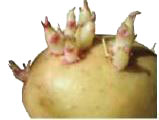 مثال